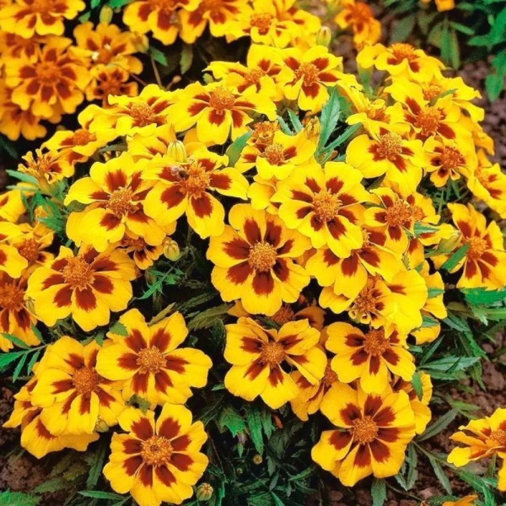 Fransk tagetes 'Pascal'