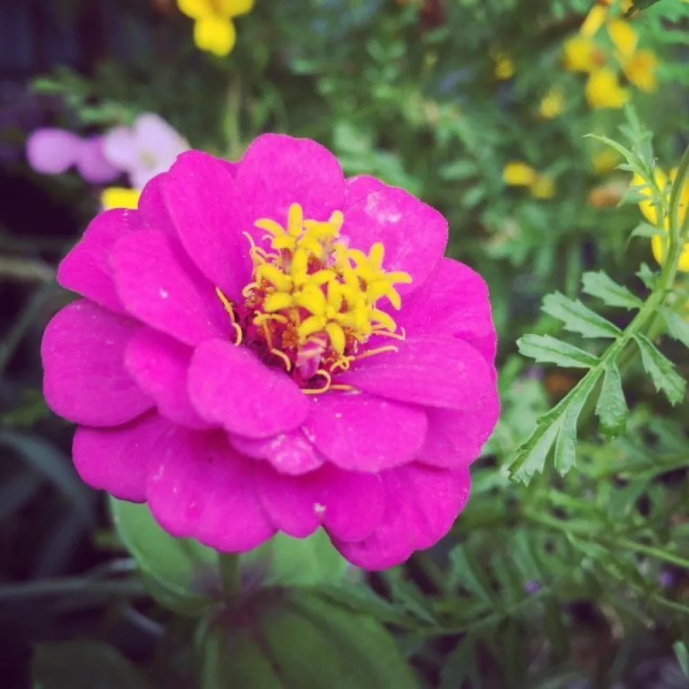 Zinnia 'Purple Gem'