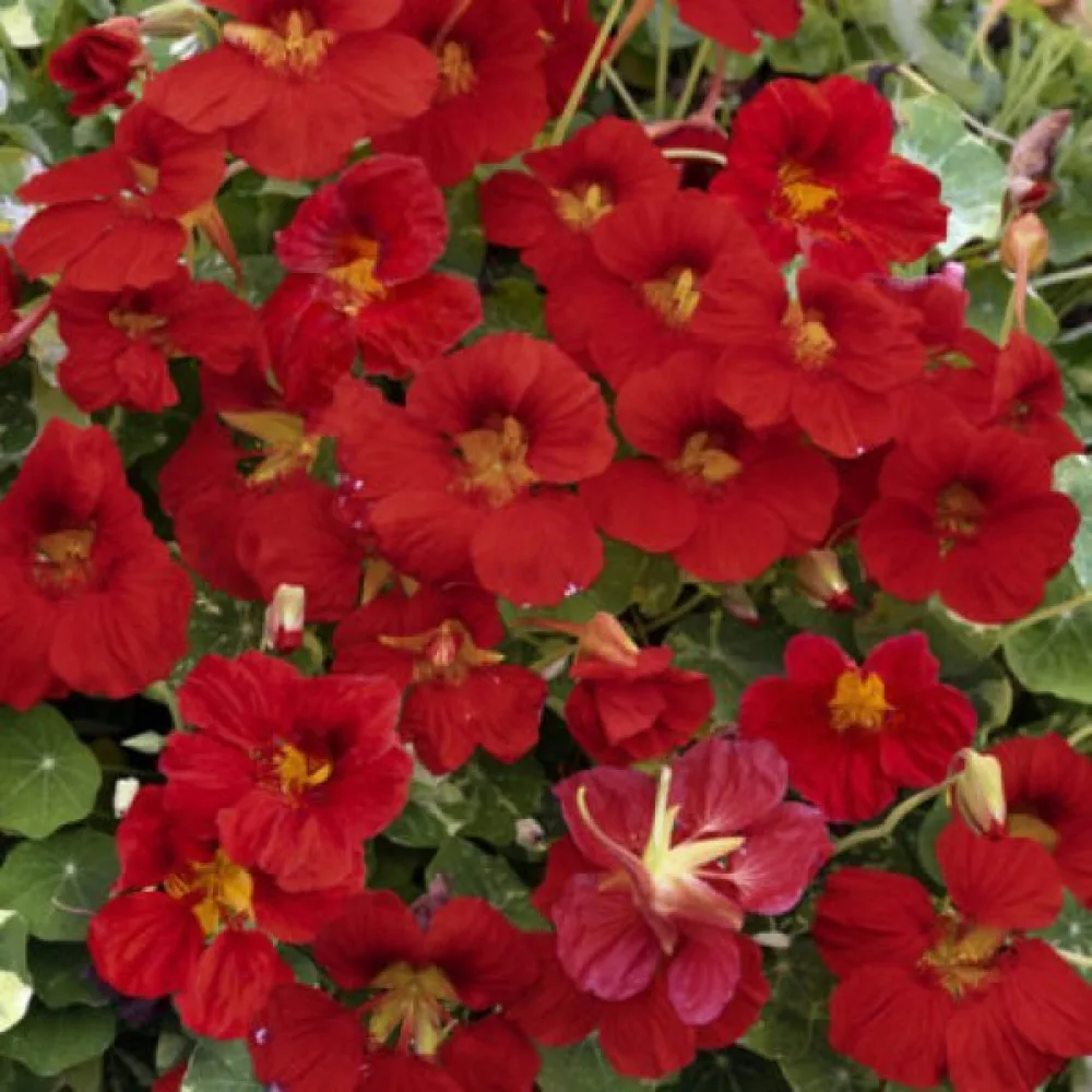 Krasse 'Scarlet Gleam'