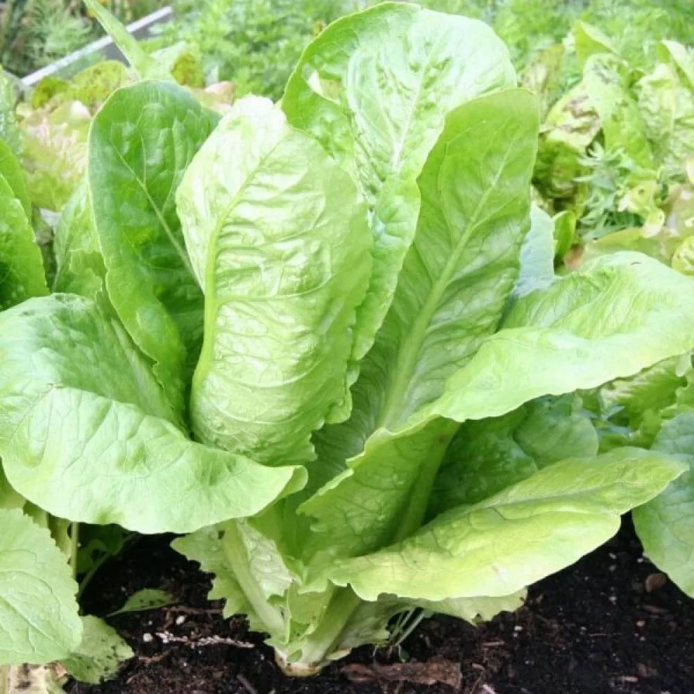 Romansallad 'Parris Island Cos'