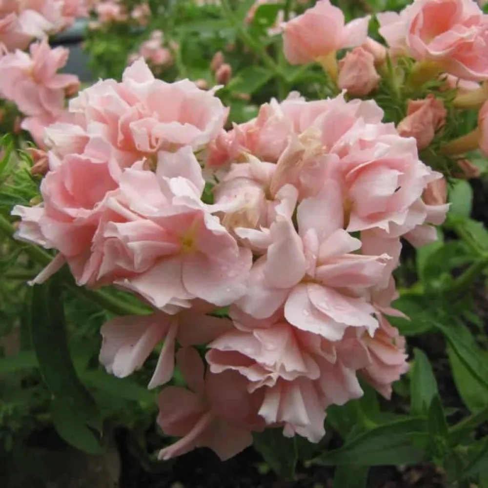 Sommarflox 'Beauty Salmon'