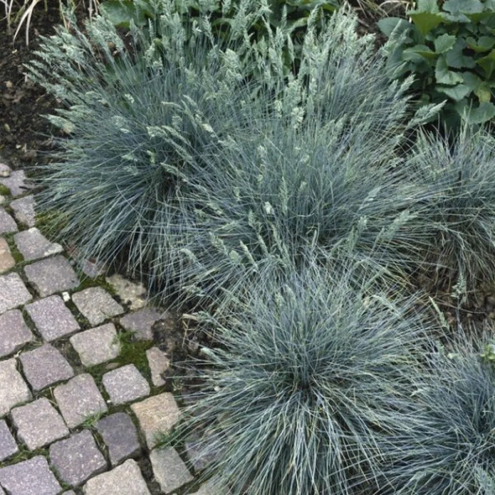 Blåsvingel Festuca glauca