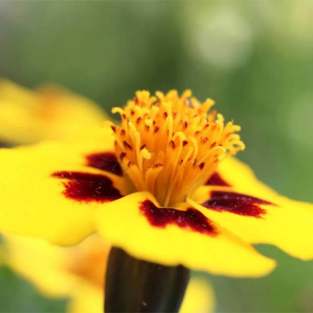Fransk tagetes 'Naughty Marietta'