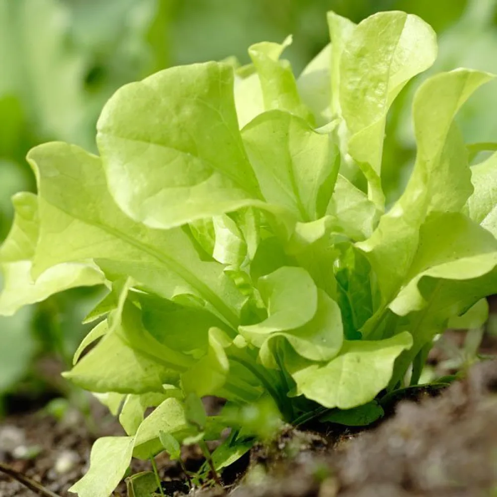 Sallad 'Grunetta'