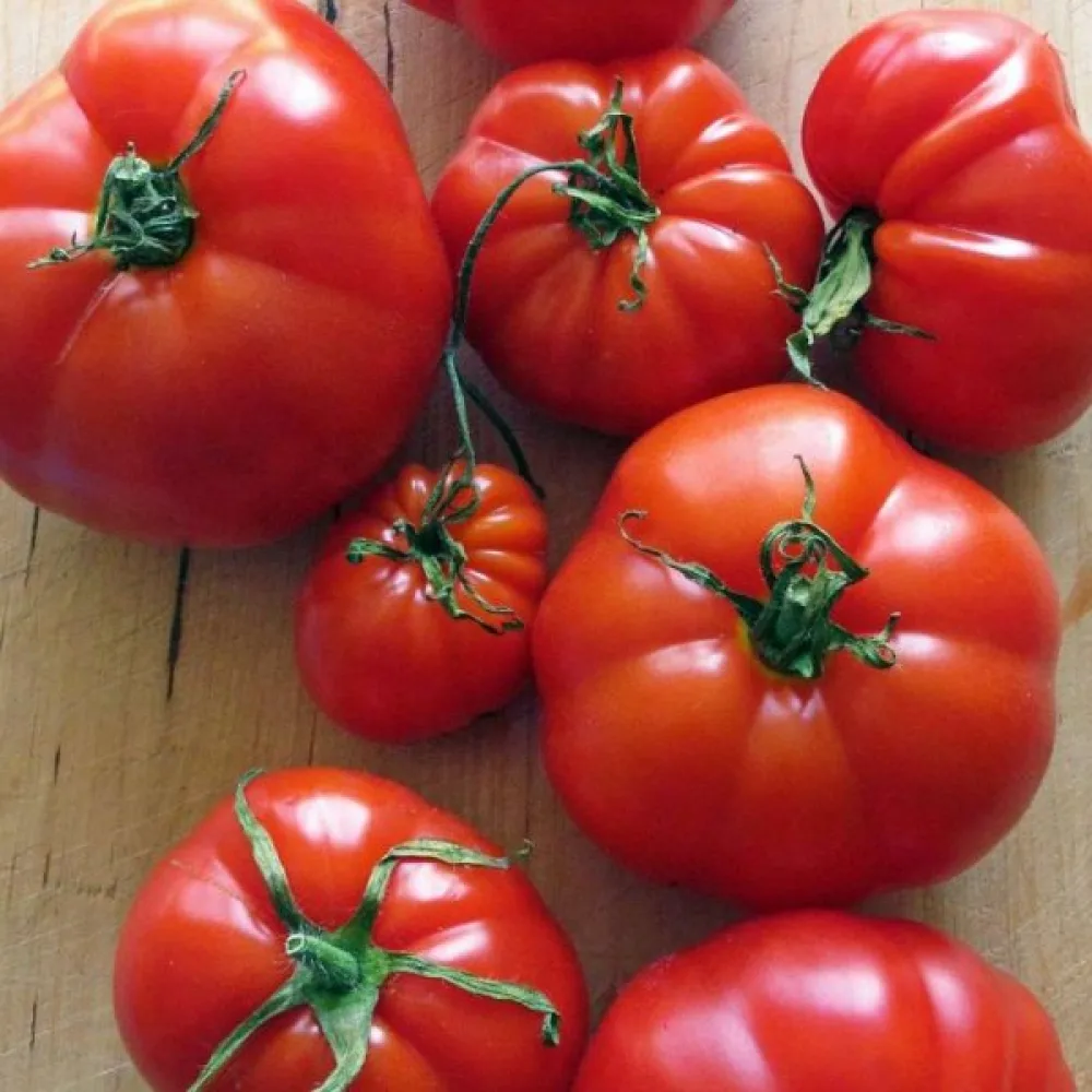 Tomat 'Marmande'