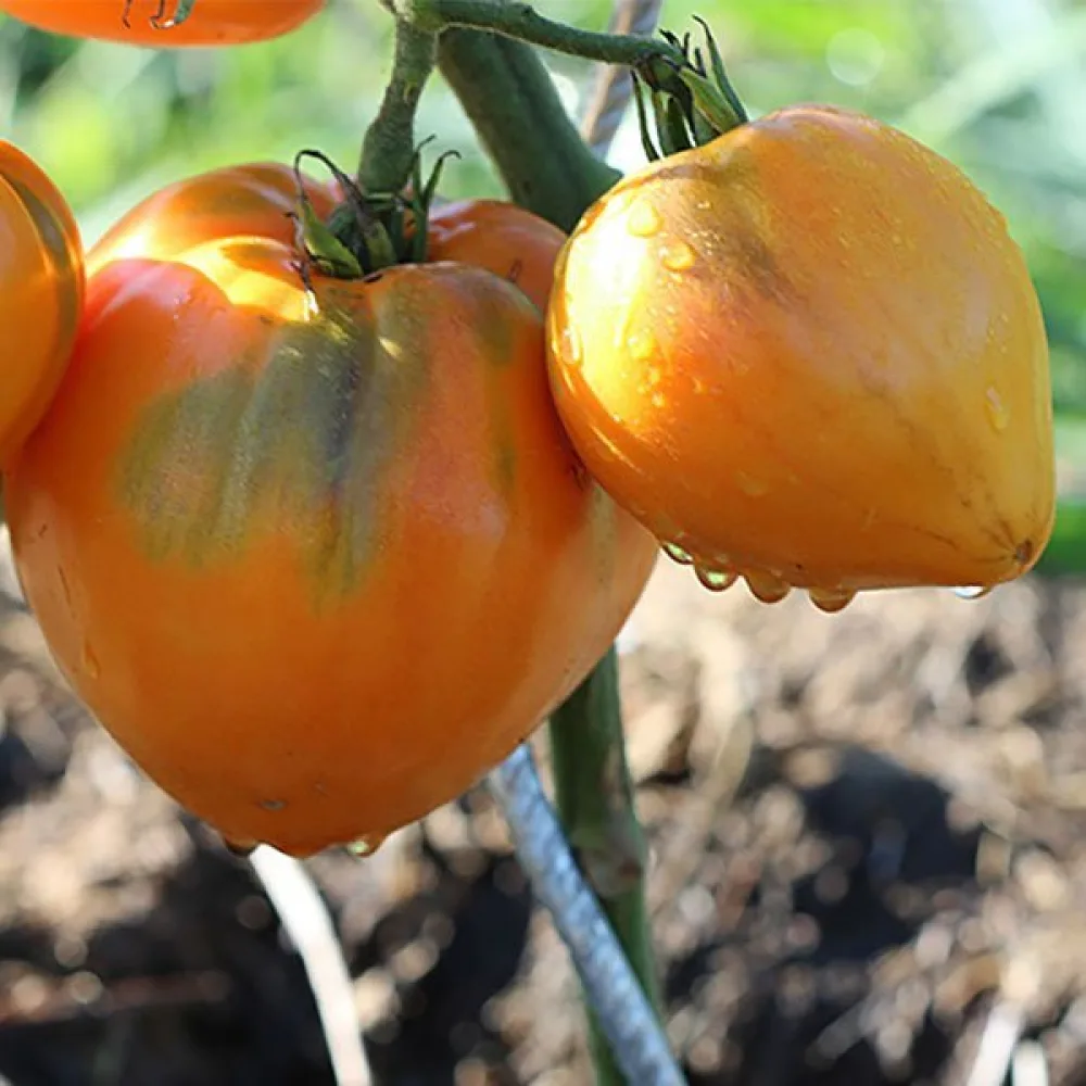 Tomat 'Oxheart Orange'