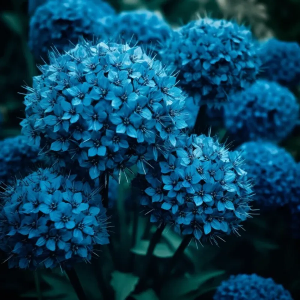 Prydnadslök 'Caeruleum (Azureum)'