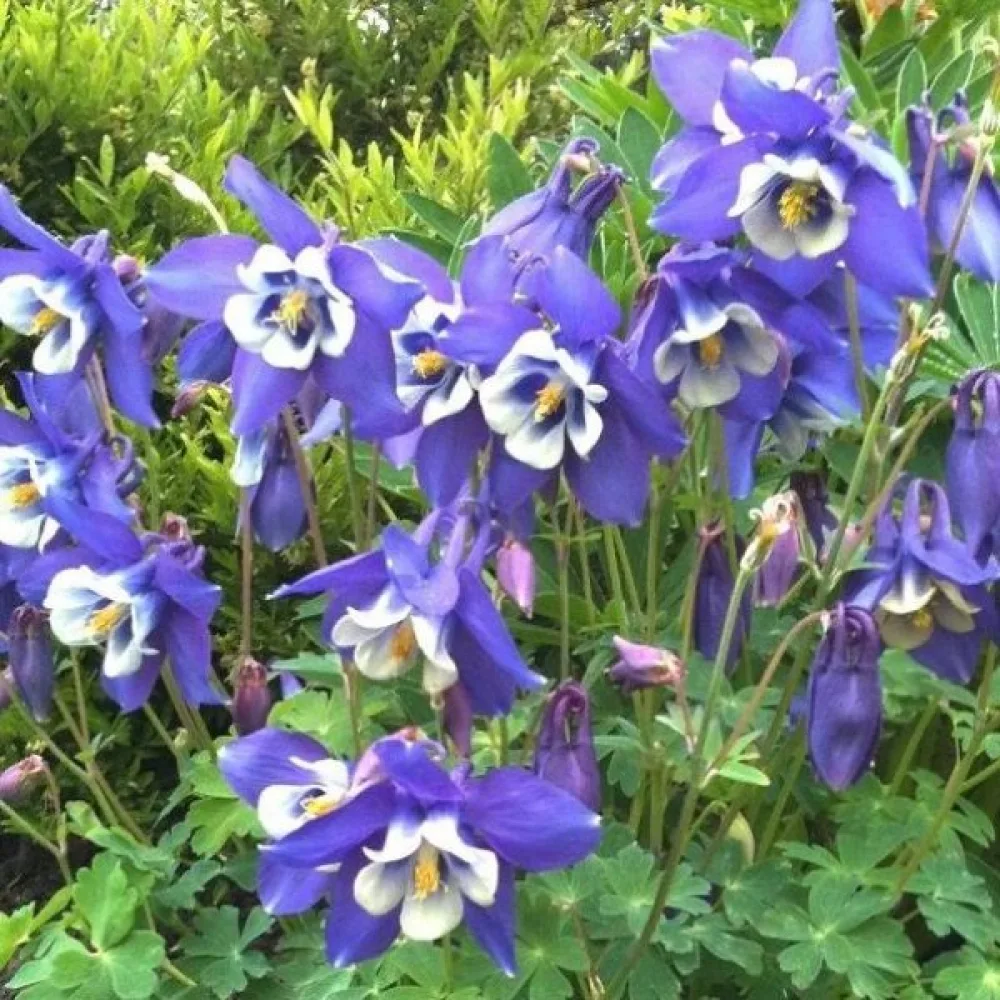 Akleja 'Blue Star'