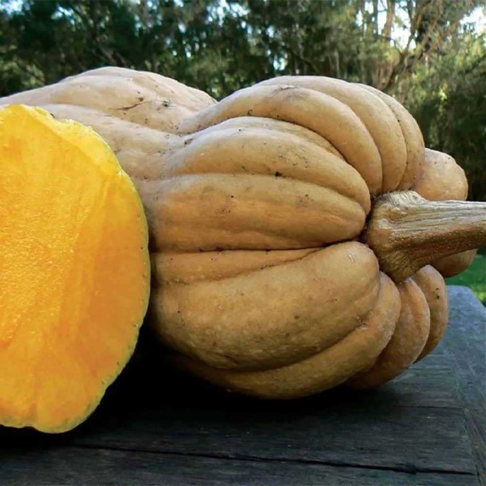 Vinterpumpa 'Wrinkled Butternut'