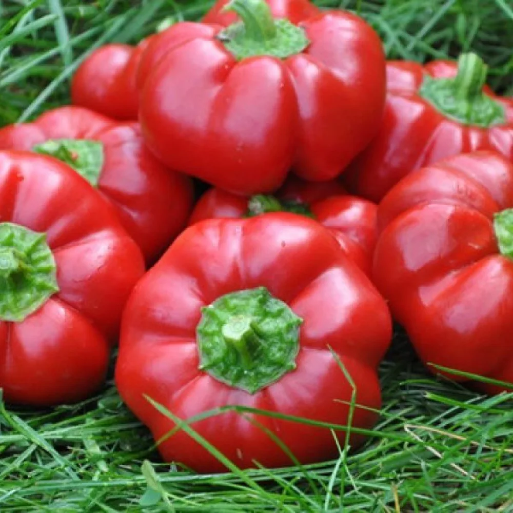 Tomatpaprika 'Topepo Rosso'
