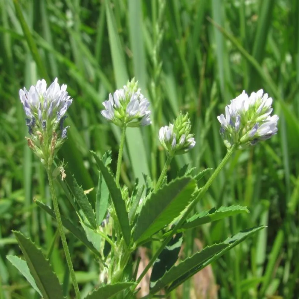 Blå bockhornsklöver Trigonella caerulea