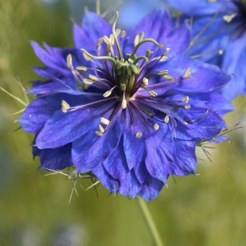 Jungfrun i det gröna 'Miss Jekyll Indigo Blue'
