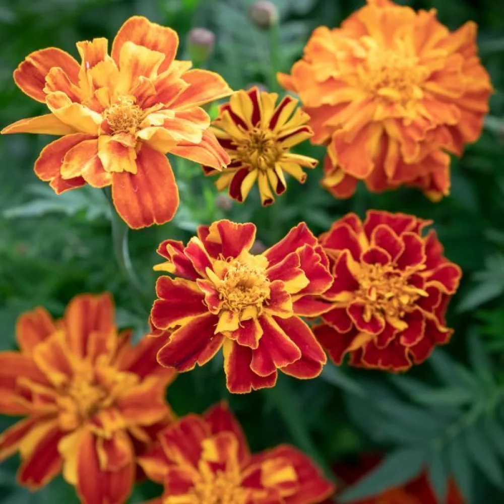 Fransk tagetes 'Konstance'