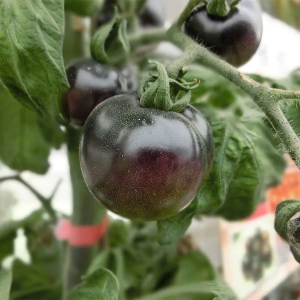 Tomat 'Black Prince'