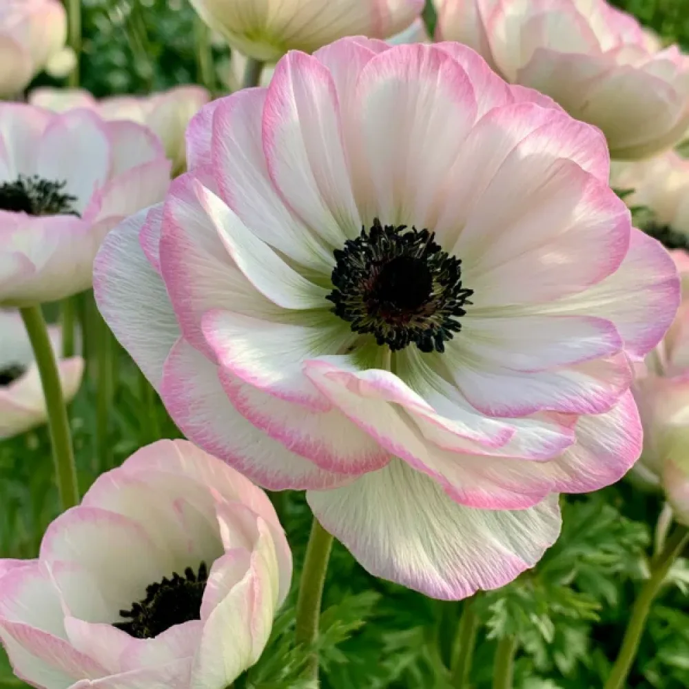 Anemon 'Mistral Edge'