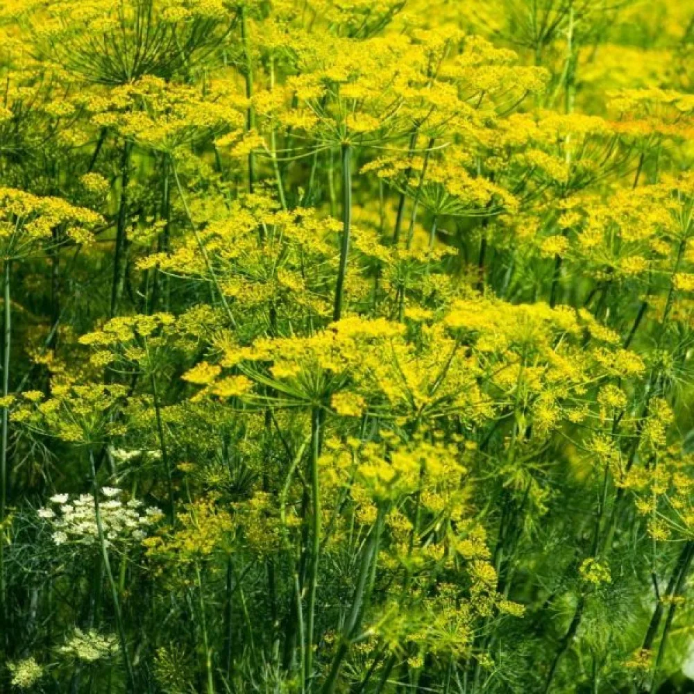 Dill 'Blattreich'