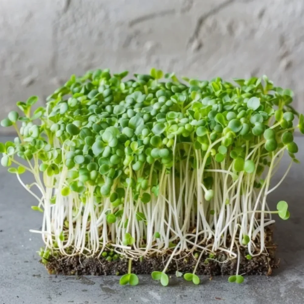Broccoli 'Raab Early Sprouting'