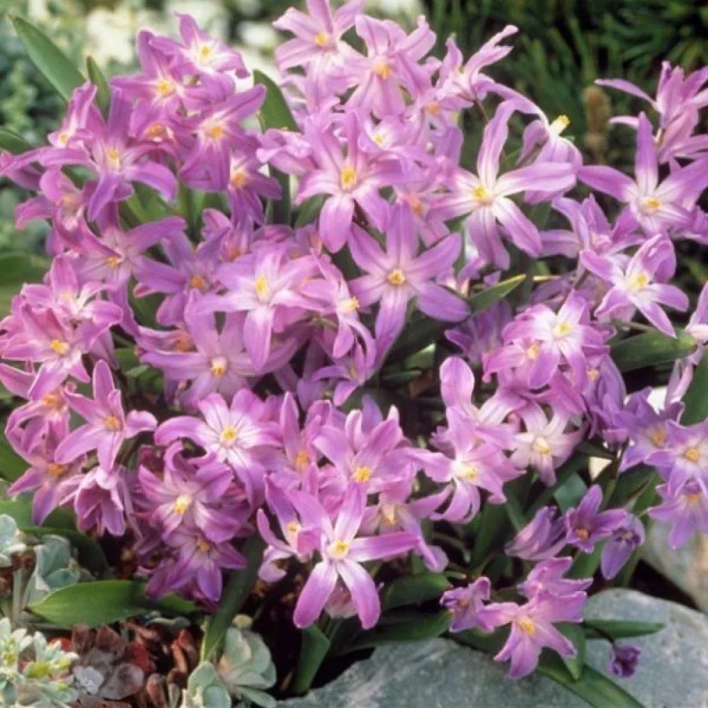Vårstjärna 'Pink giant'