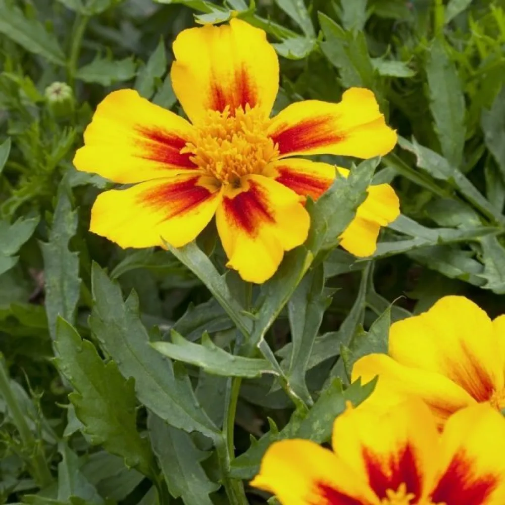 Fransk tagetes 'Pascal'