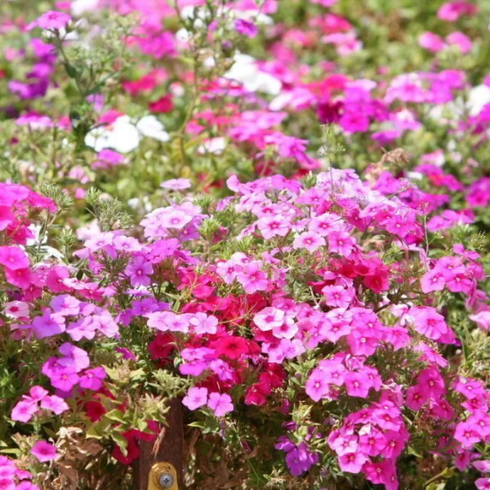 Sommarflox 'Cecily', pastellblandning