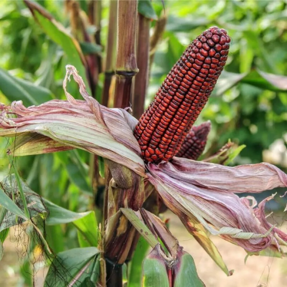 Prydnadsmajs 'Strawberry Corn'