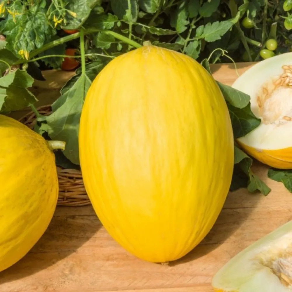 Melon 'Jaune Canari 3'