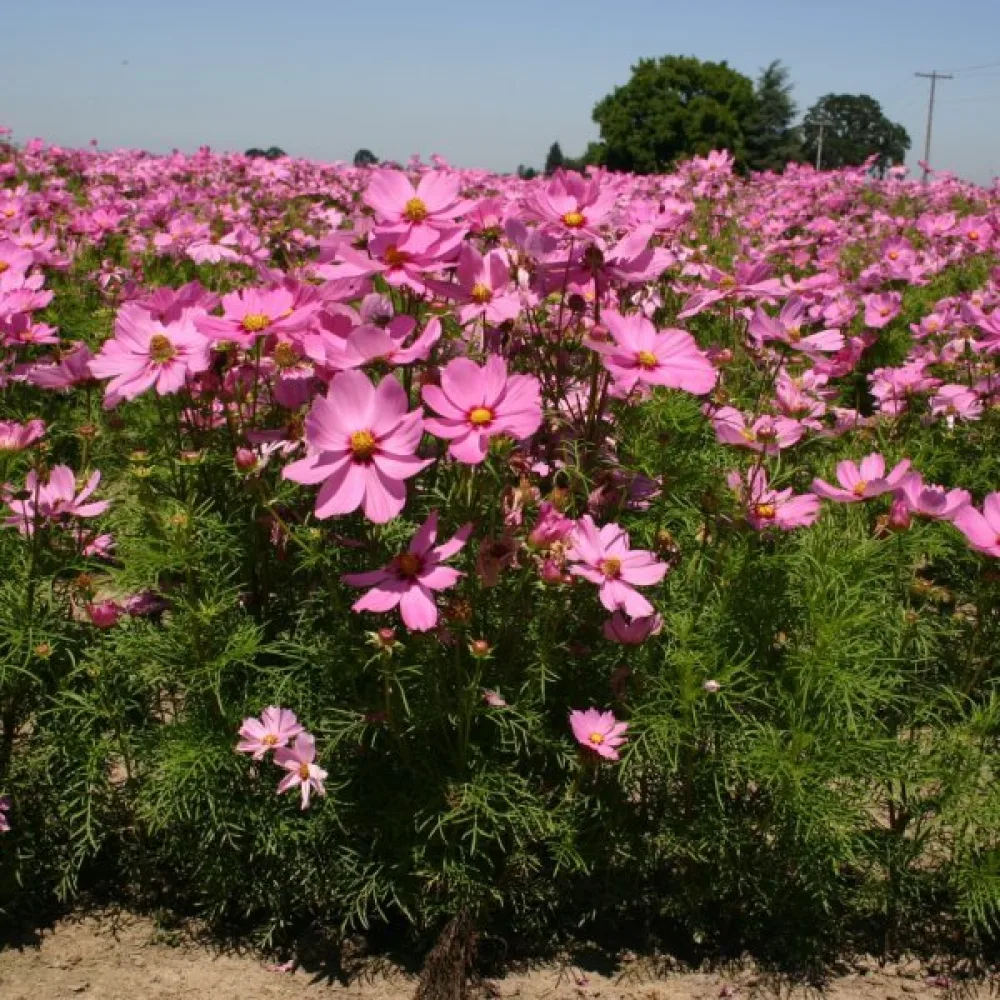 Rosenskära 'Vega' rosa