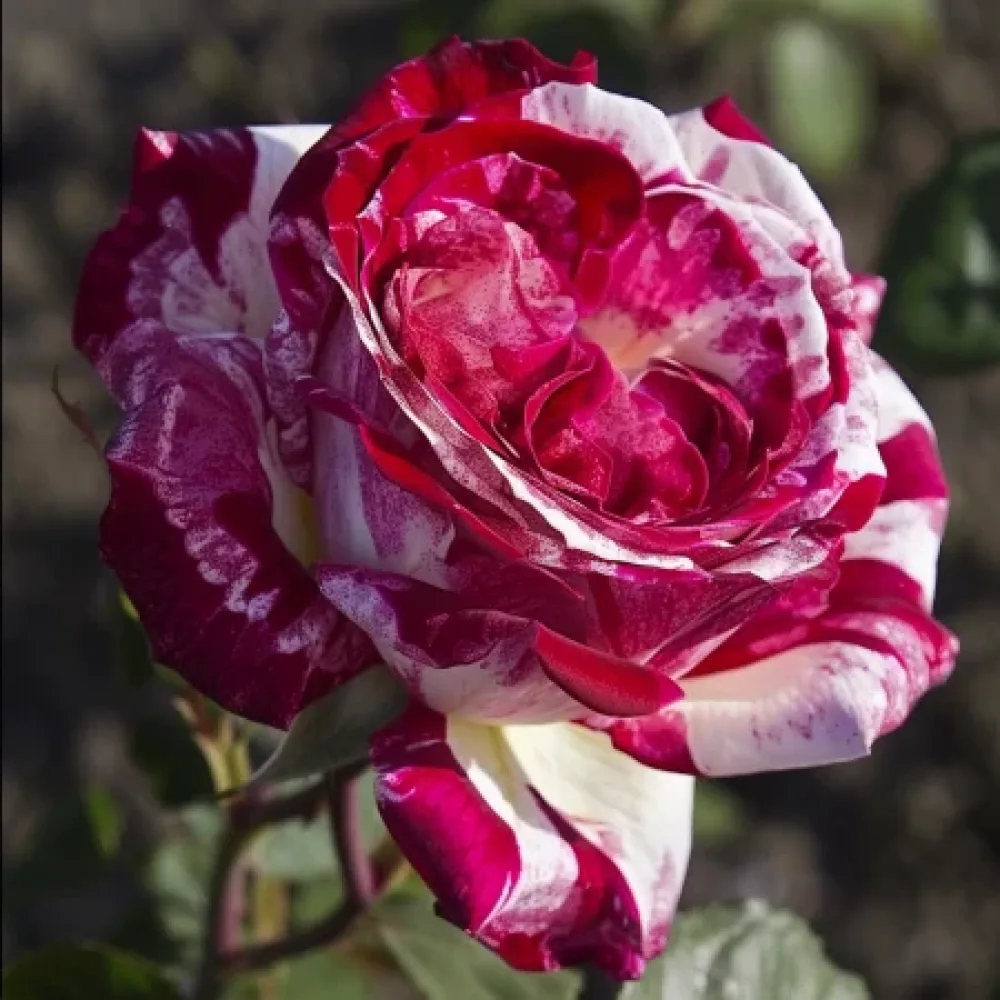 Ros 'Mystic Stripe' – barrotad