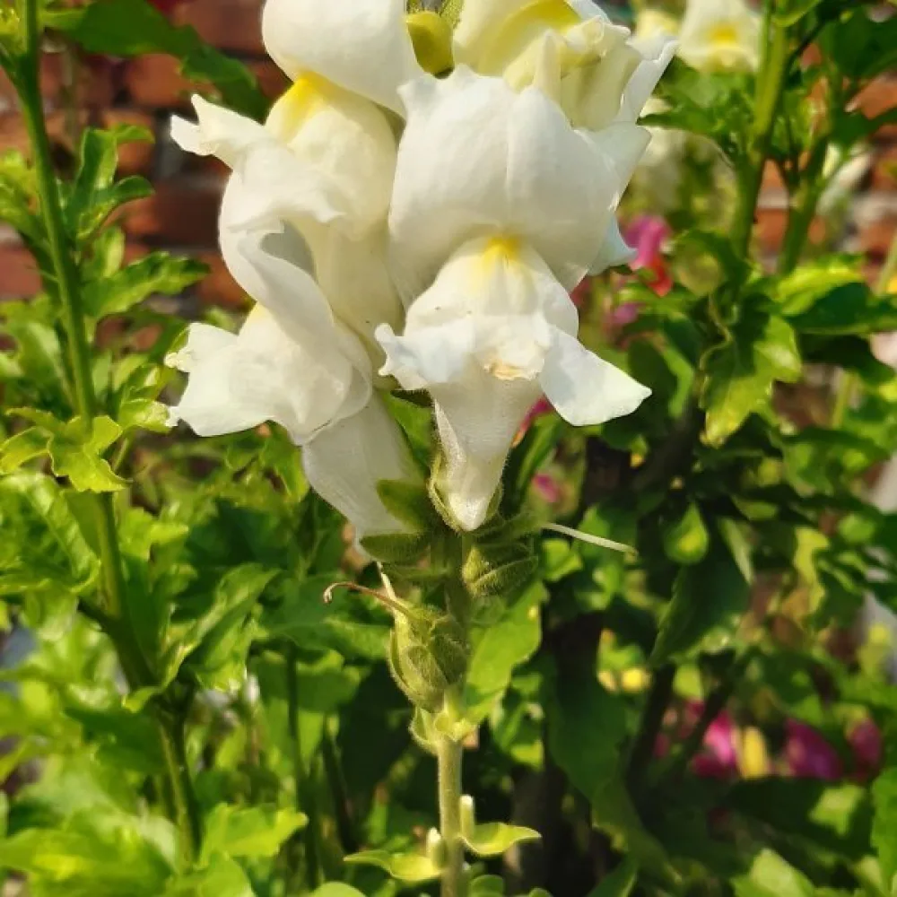 Lejongap 'Monarch White'