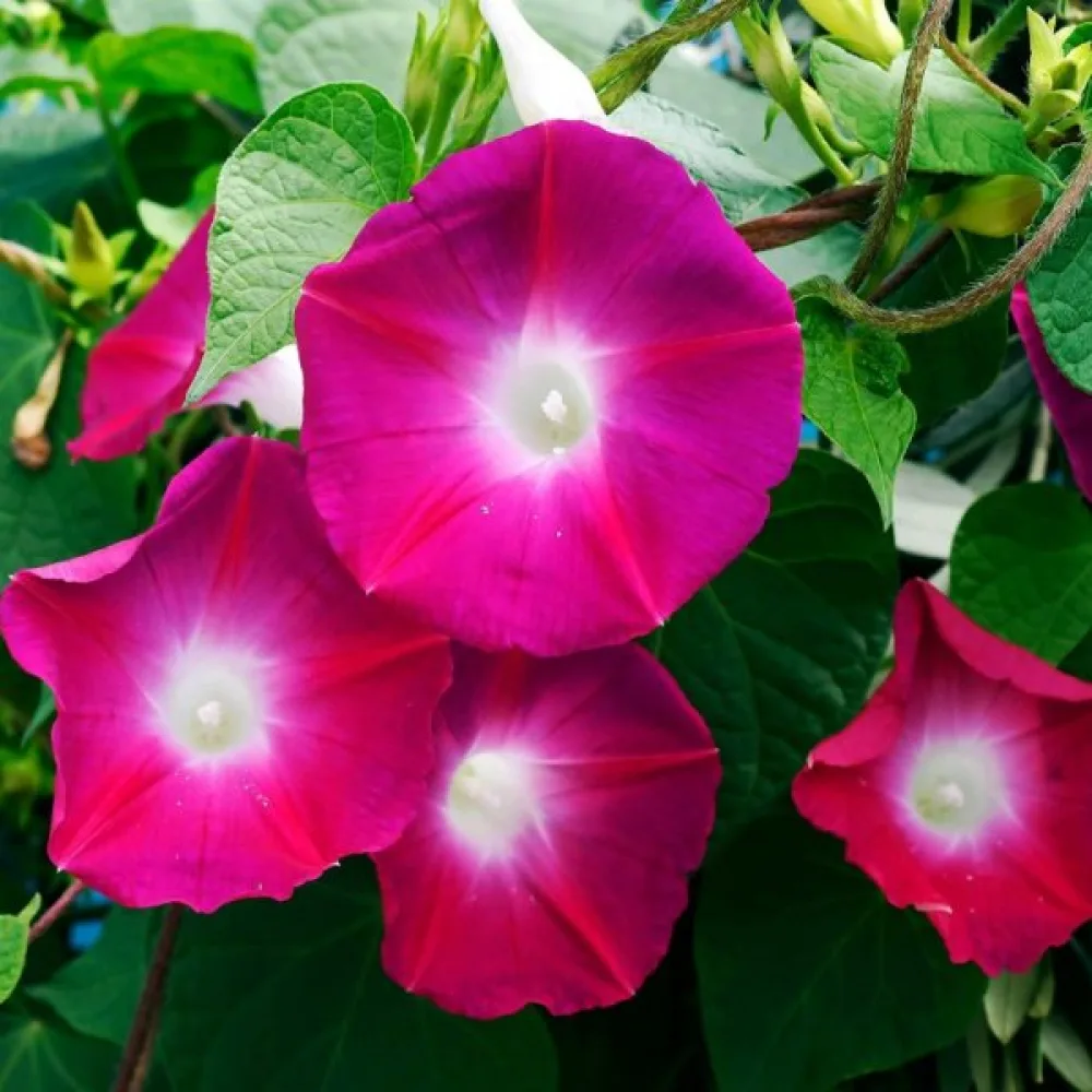 Blomman för dagen 'Scarlet O'Hara'