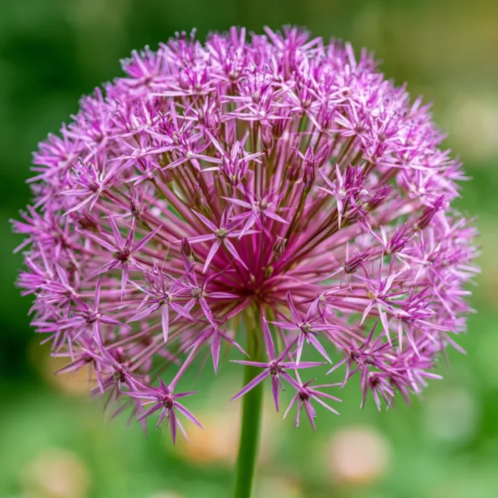 Prydnadslök 'Christophii'