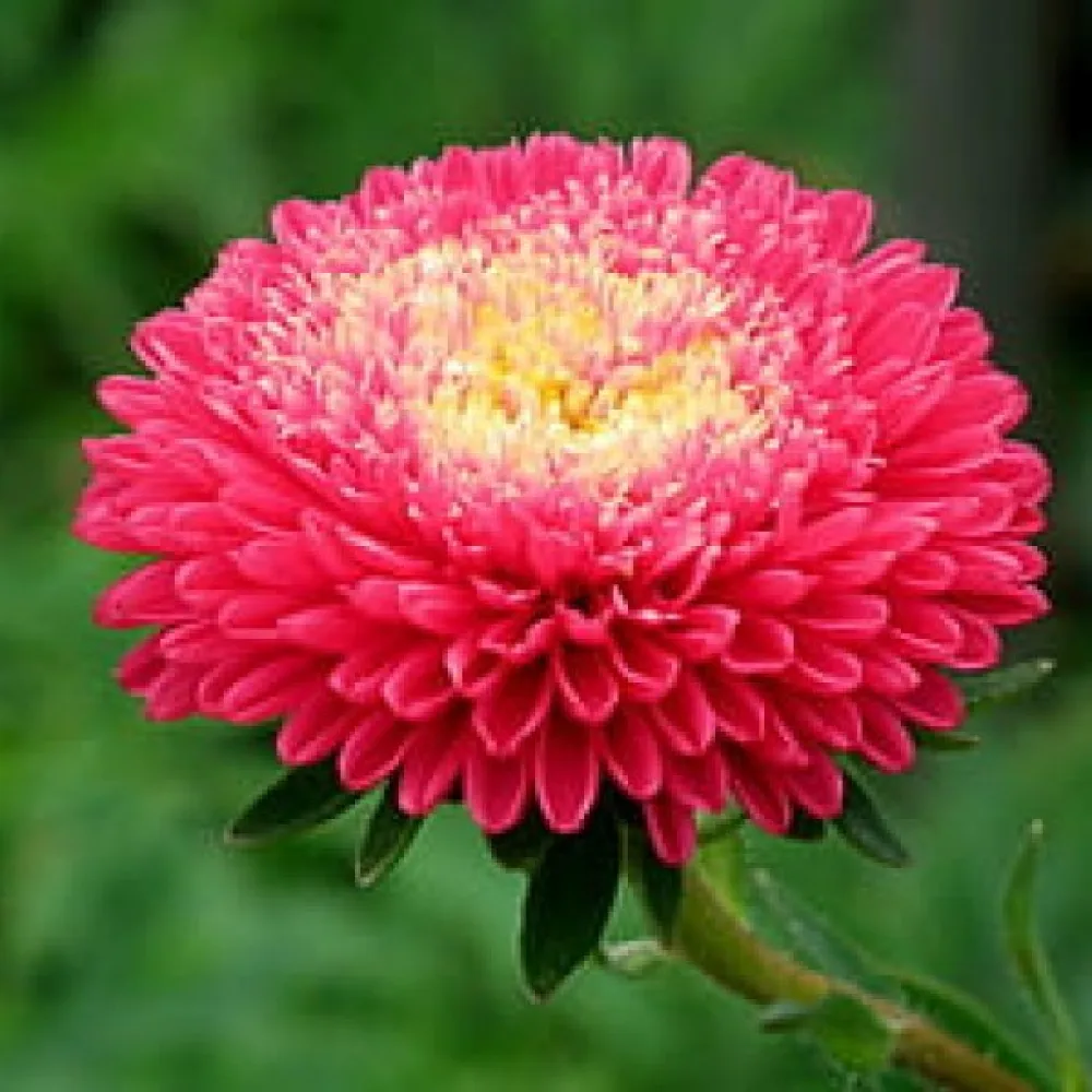 Sommaraster 'Princess' – mörkrosa