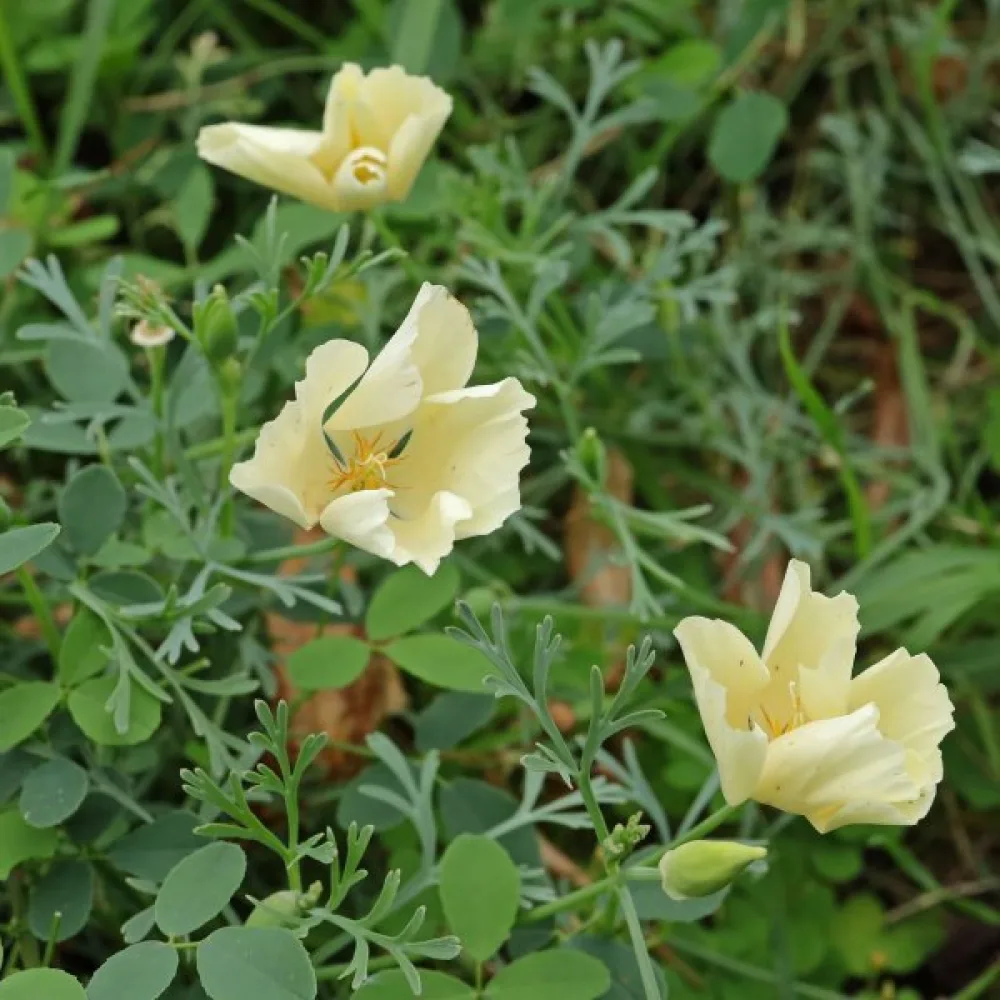 Sömntuta 'Alba', krämvit