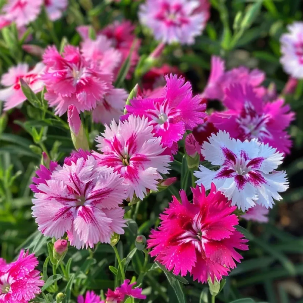 Kinesisk nejlika 'Gaiety', enkel mix