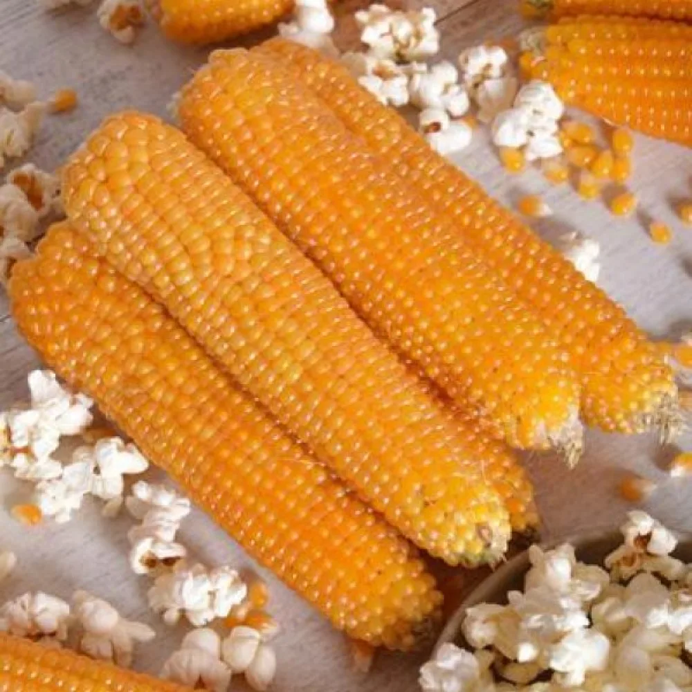 Popcornmajs 'Nana'