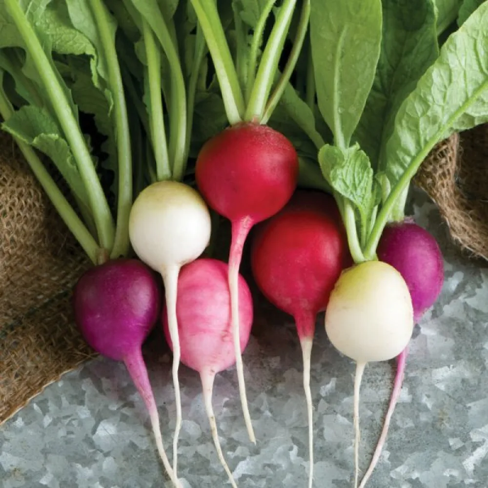 Rädisa 'Easter Eggs' (blandning)