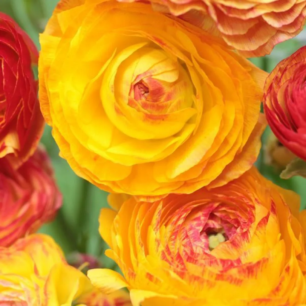 Ranunkel 'picotee orange'