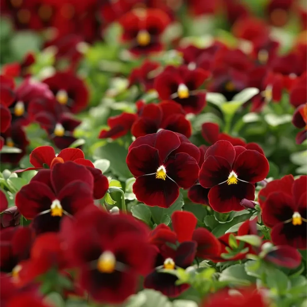 Pensé 'Arkwright Ruby'