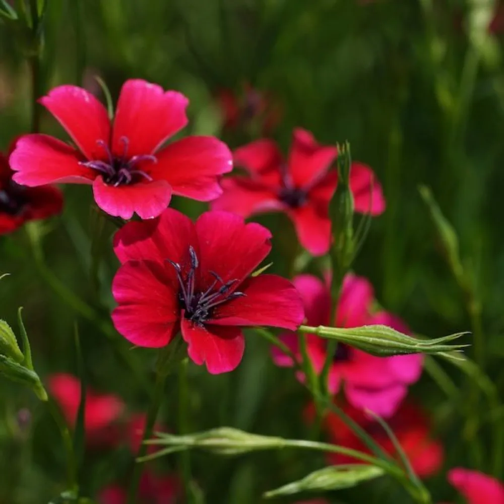 Viskaria 'Dazzling Scarlet'