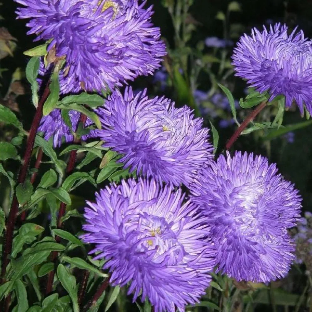 Sommaraster Pompon – mörkblå