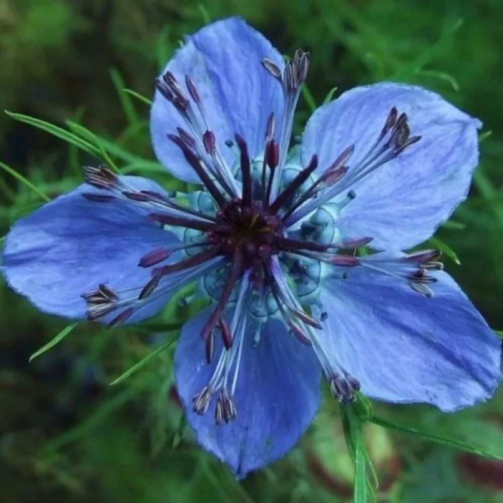 Nigella hispanica – blå