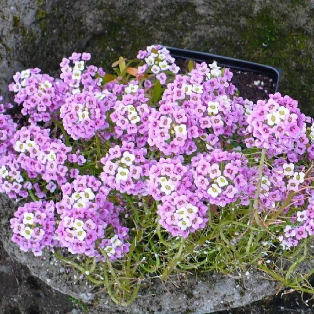 Strandkrassing 'Violet Queen'