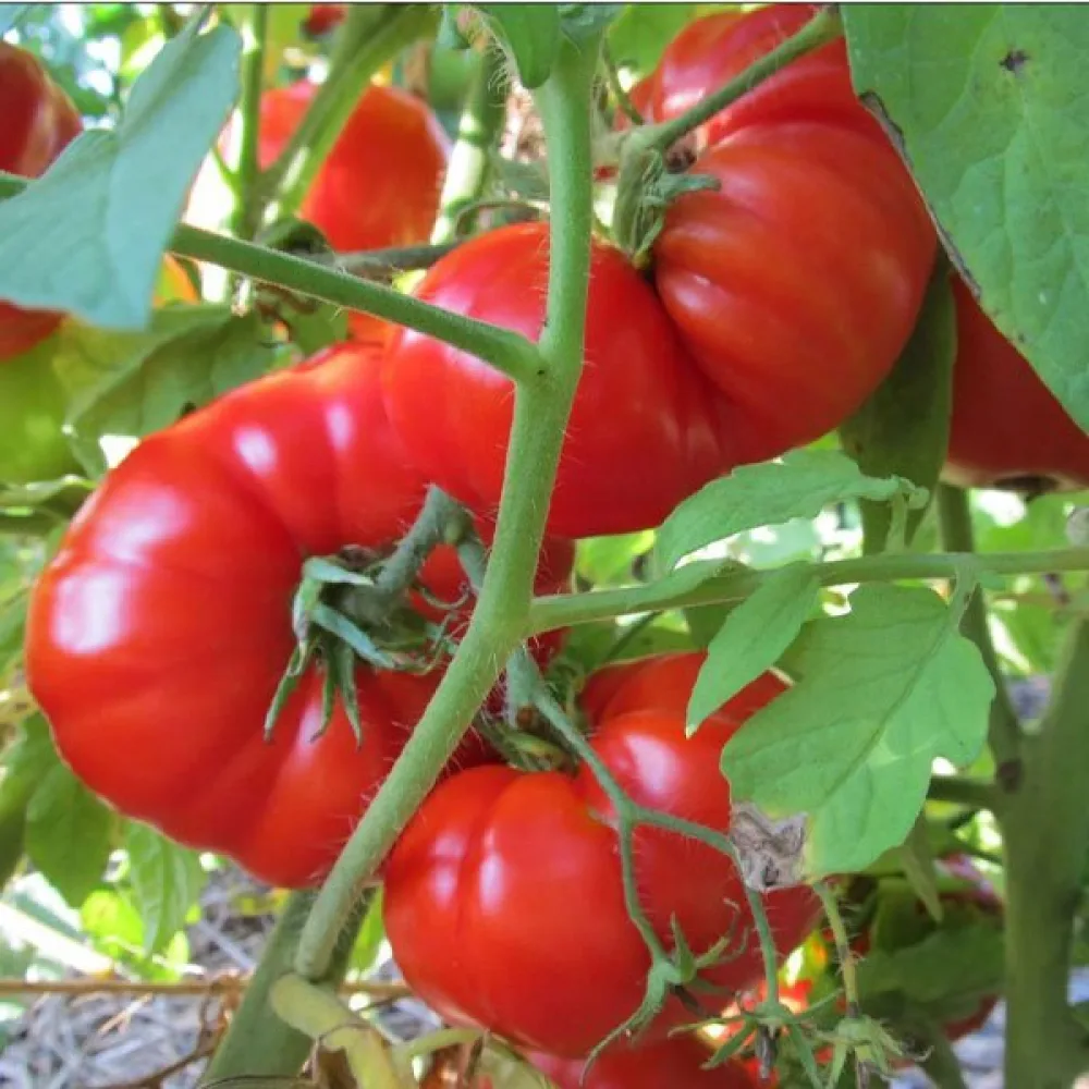 Tomat 'Pantano Romanesco'