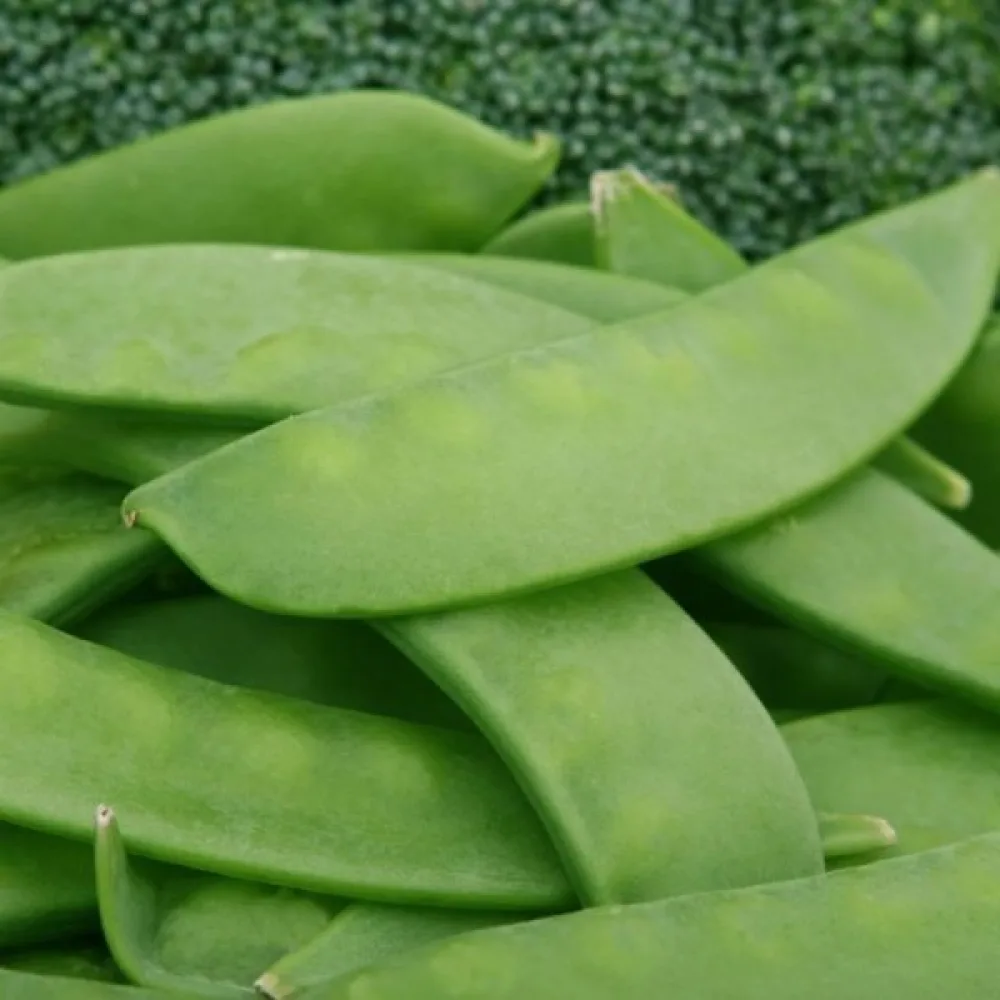 Sockerärt 'Bajka'