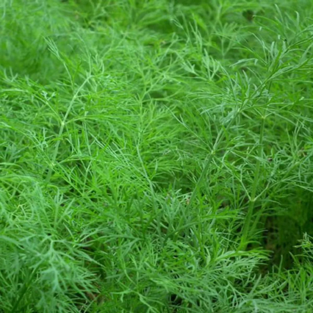 Dill 'Bouquet'