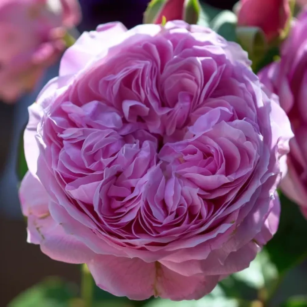 Ros 'Pink Magic' – barrotad