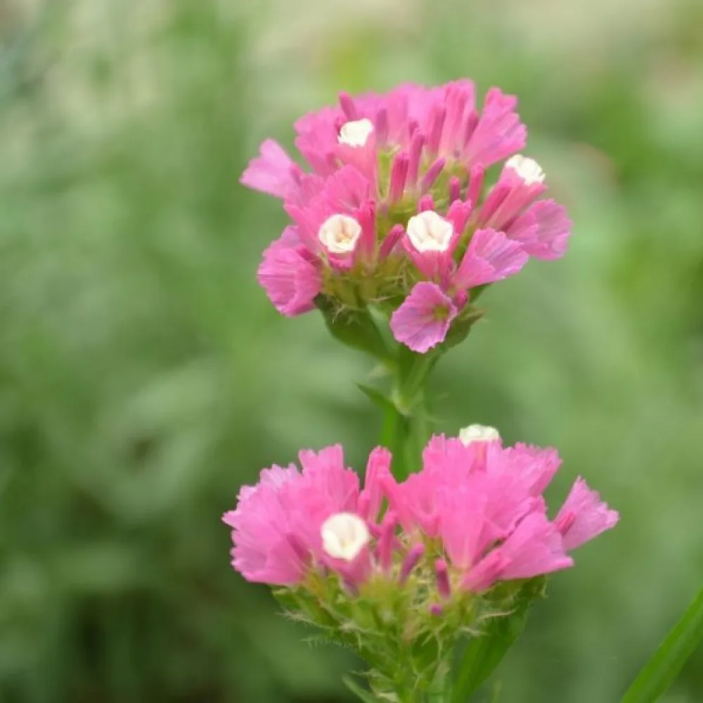 Praktrisp Limonium sinuatum – karminrosa