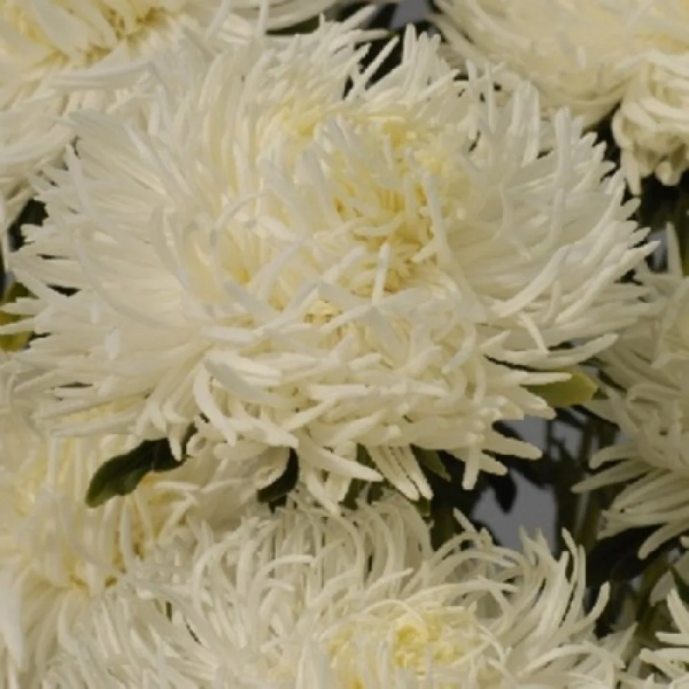 Sommaraster 'Krallen' vit