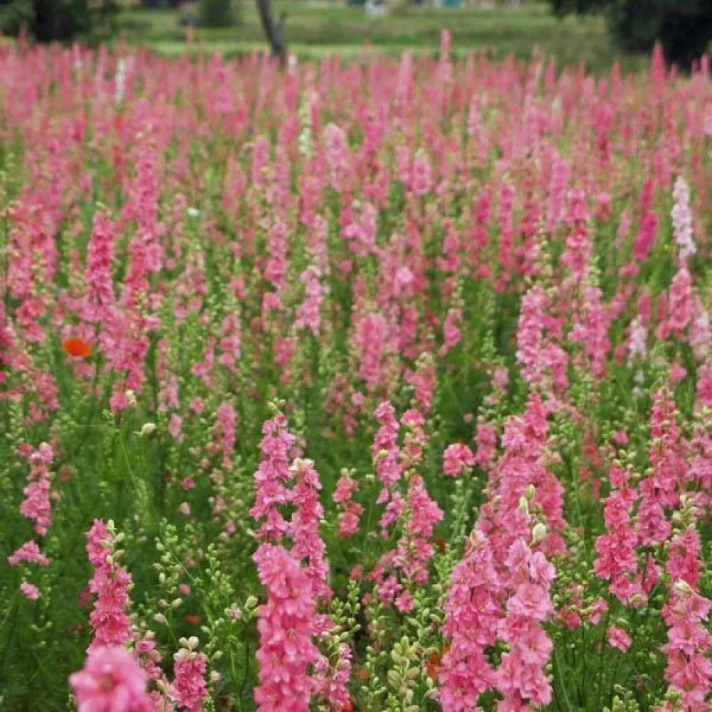 Sommarriddarsporre 'Salmon Beauty' – laxrosa