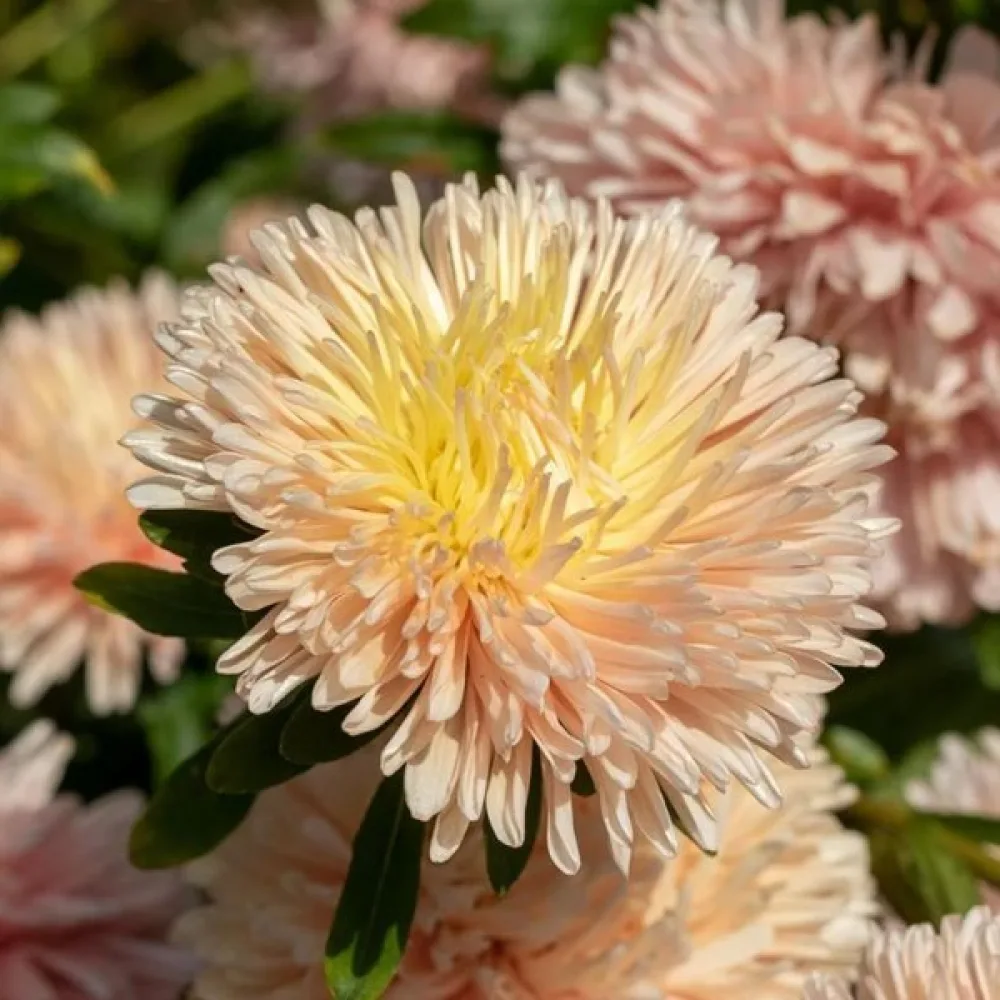 Sommaraster 'Apollonia' – beige